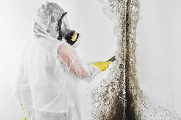 Attic Mold Removal in Cashion, OK
