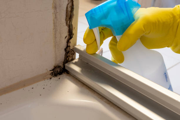 Best Same-Day Mold Removal  in Cashion, OK