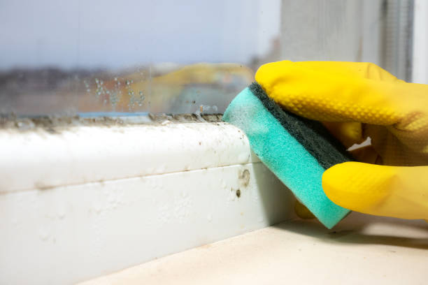 Mold Removal and Inspection in Cashion, OK