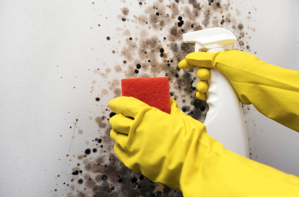 Best Mold Cleaning Services  in Cashion, OK