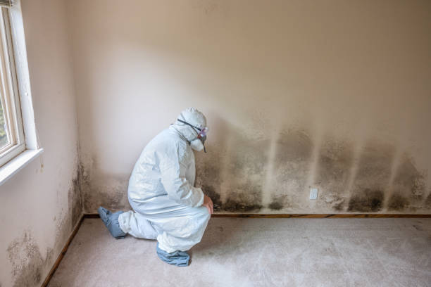 Best Commercial Mold Removal  in Cashion, OK