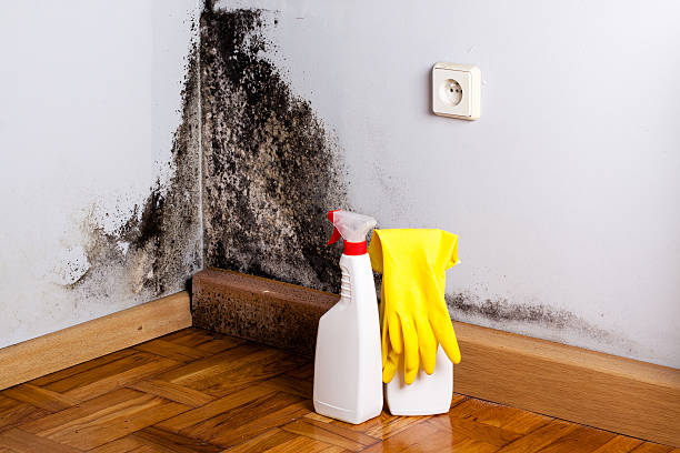 Best Fast Mold Removal  in Cashion, OK
