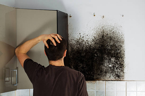 Best Toxic Mold Removal  in Cashion, OK