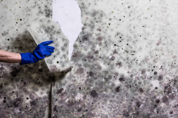 Reliable Cashion, OK Mold Removal Solutions