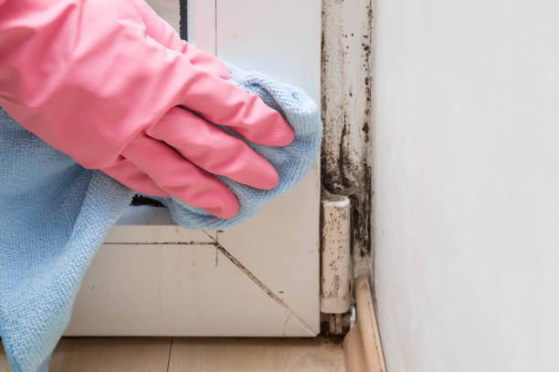 Best Black Mold Removal  in Cashion, OK